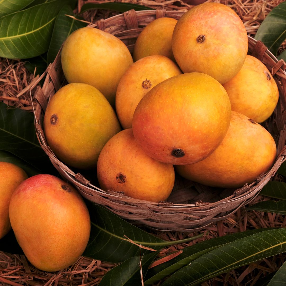 mango tourism (2)